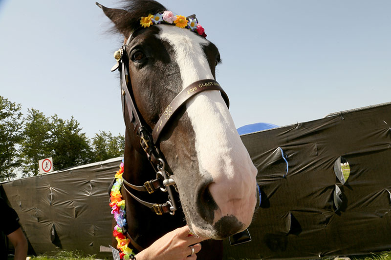 GLASTONBURY FESTIVAL